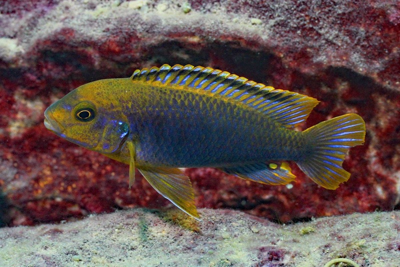 Iodotropheus sprengerae 'Makokola Reef'